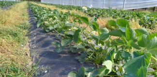 Truskawki w tunelach kwitną (monitoring plantacji, 15.04.2026 r)