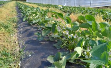 Truskawki w tunelach kwitną (monitoring plantacji, 15.04.2026 r)