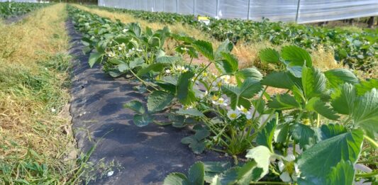 Truskawki w tunelach kwitną (monitoring plantacji, 15.04.2026 r)