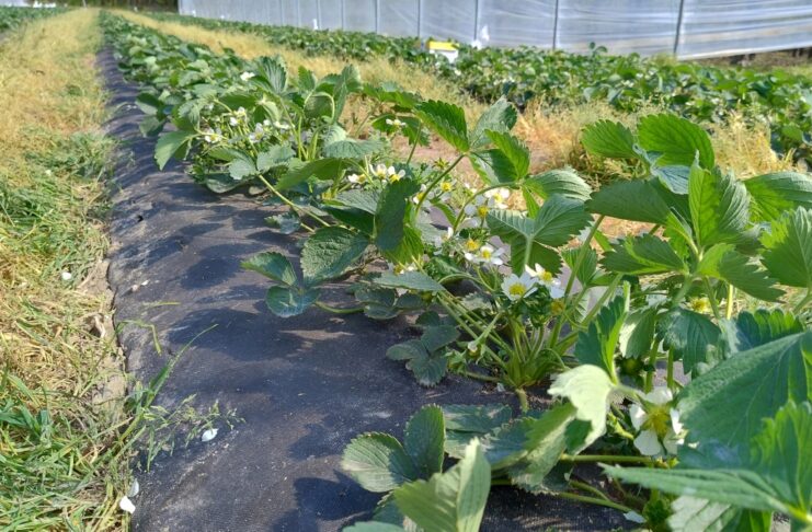 Truskawki w tunelach kwitną (monitoring plantacji, 15.04.2026 r)