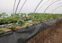 Czy warto ściółkować truskawki uprawiane w substracie? Truskawki w substracie ze ściółką z miskanta