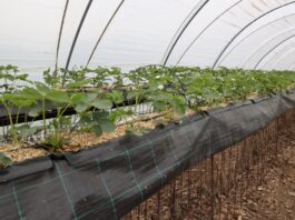 Czy warto ściółkować truskawki uprawiane w substracie? Truskawki w substracie ze ściółką z miskanta