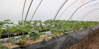 Czy warto ściółkować truskawki uprawiane w substracie? Truskawki w substracie ze ściółką z miskanta