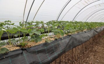 Czy warto ściółkować truskawki uprawiane w substracie? Truskawki w substracie ze ściółką z miskanta