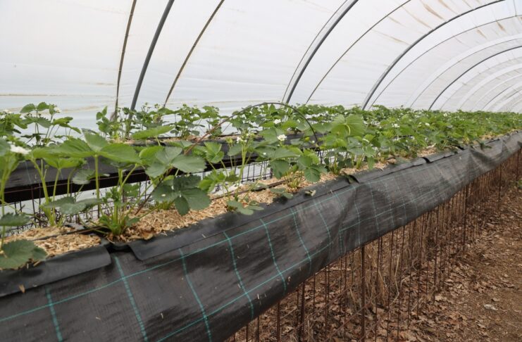 Czy warto ściółkować truskawki uprawiane w substracie? Truskawki w substracie ze ściółką z miskanta