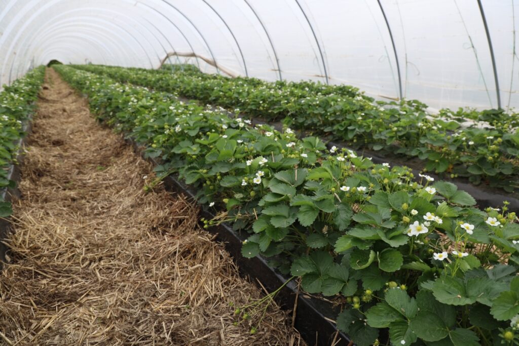 Uprawa odmian powtarzających owocowanie na wczesny zbiór