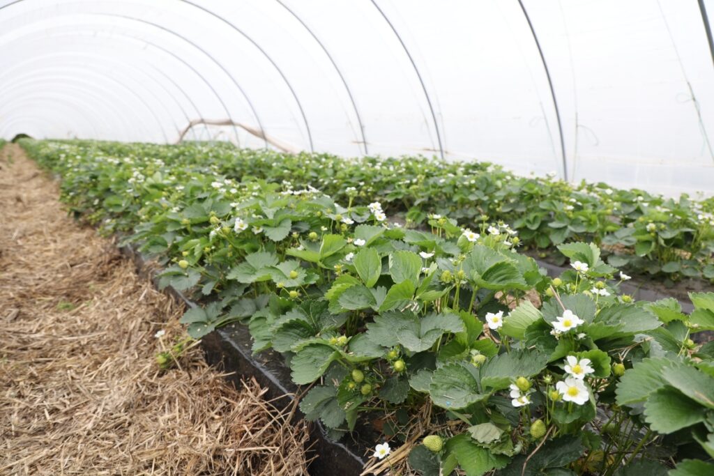 Uprawa odmian powtarzających owocowanie na wczesny zbiór