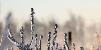 Kluczowe noce przed nami. Bez dodatkowej ochrony jagodowe mogą zmarznąć!