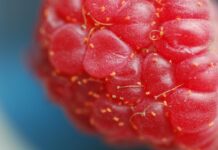 Przędziorki w malinach – to trzeba wiedzieć