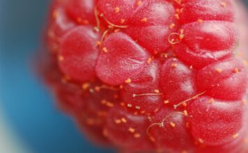 Przędziorki w malinach – to trzeba wiedzieć