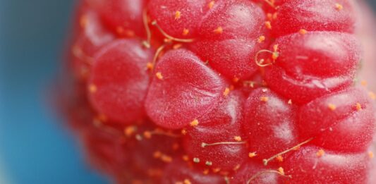 Przędziorki w malinach – to trzeba wiedzieć