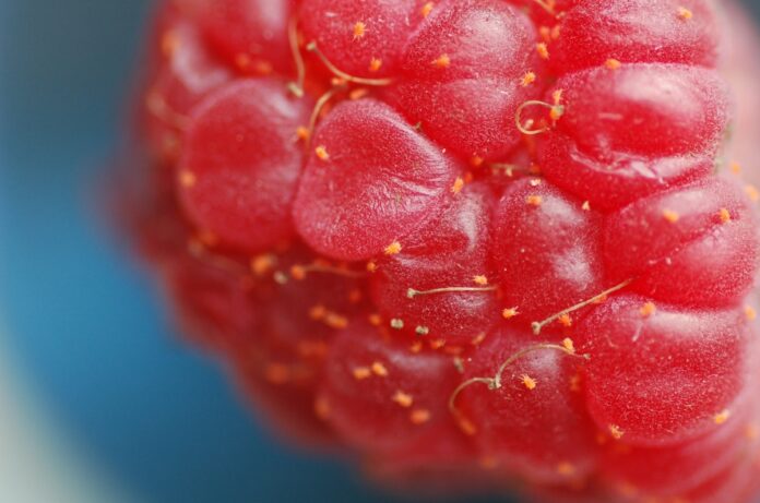 przedziorek_Fot. 3a samice na owocu jesienią