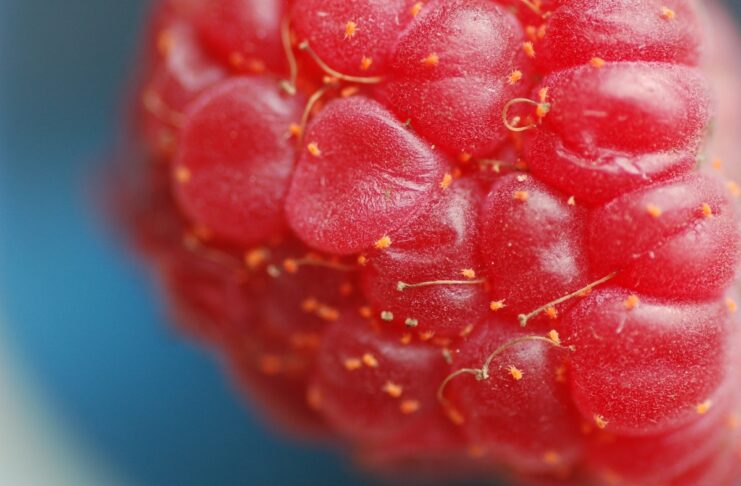 Przędziorki w malinach – to trzeba wiedzieć