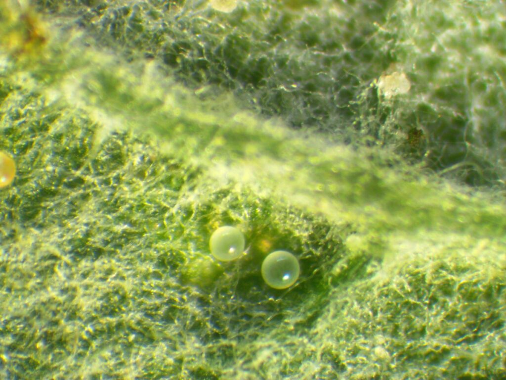 Jaja przędziorka chmielowca na spodniej stronie liścia maliny