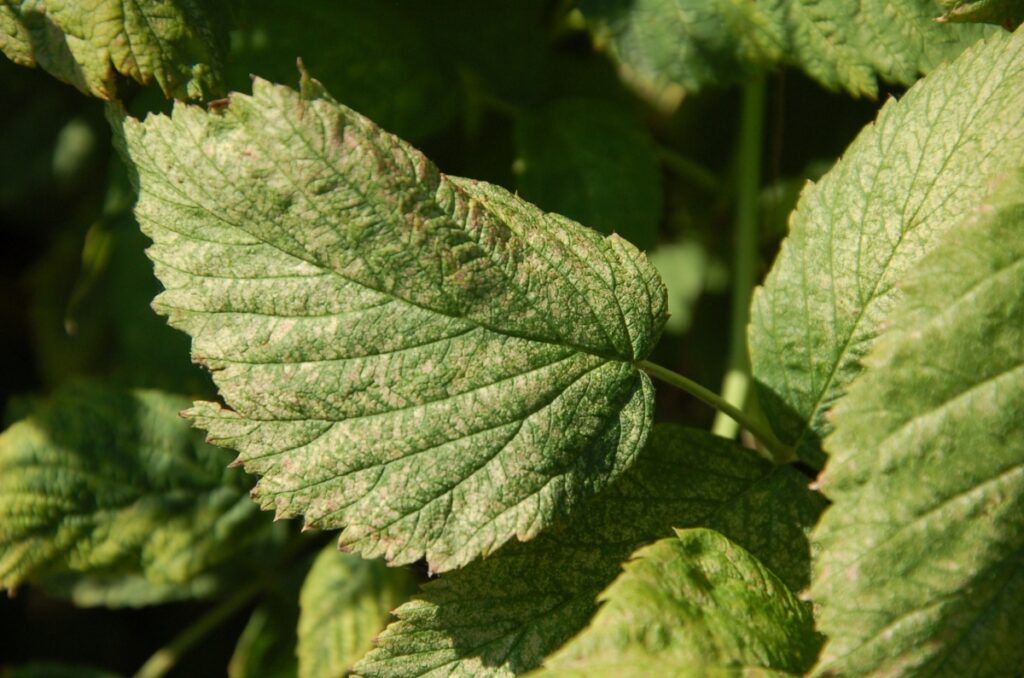 Zaawansowane objawy żerowania przędziorków na liściach maliny