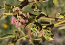 Przymrozki 2026 uderzyły w borówkę na Mazowszu. Straty mogą mieć znaczenie dla całego rynku