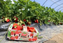 Polskie truskawki z zimnych tuneli już w sprzedaży