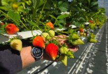 Polskie truskawki ze szklarni – rozpoczęły się zbiory