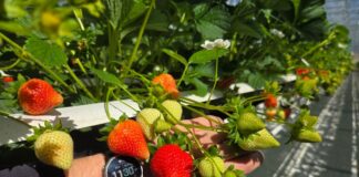 Polskie truskawki ze szklarni – rozpoczęły się zbiory