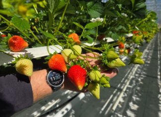 Polskie truskawki ze szklarni – rozpoczęły się zbiory
