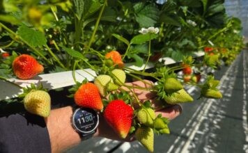 Polskie truskawki ze szklarni – rozpoczęły się zbiory