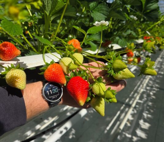 Polskie truskawki ze szklarni – rozpoczęły się zbiory