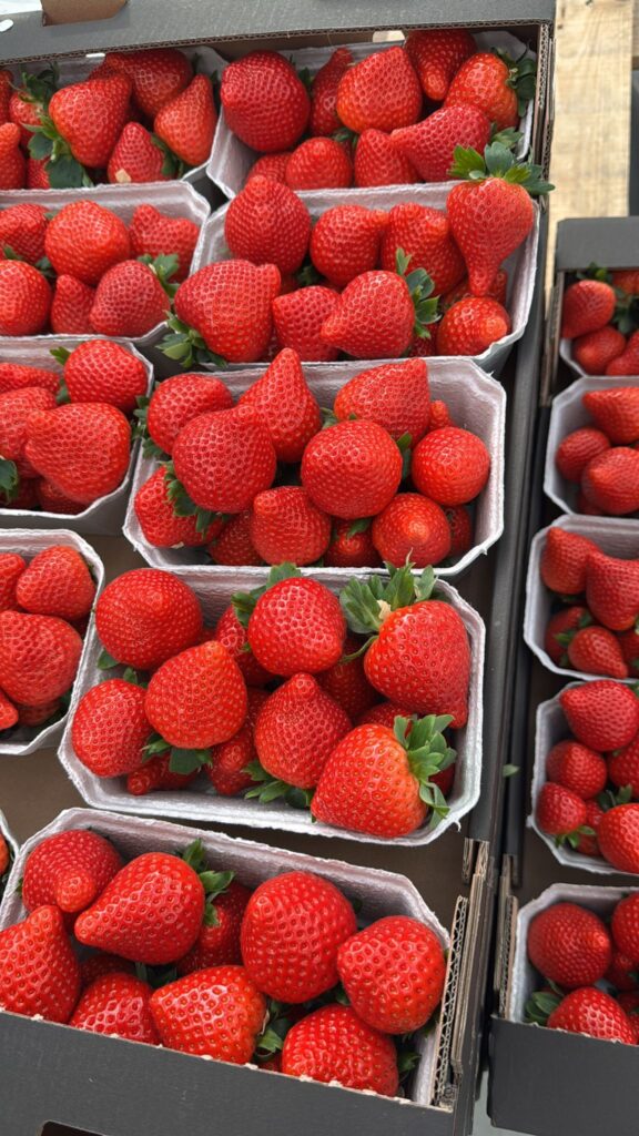 Doskonała jakość truskawek sprzedawanych pod marką OVOC