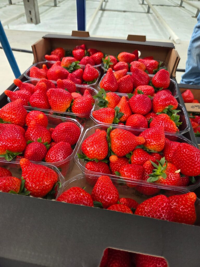 Doskonała jakość truskawek sprzedawanych pod marką OVOC