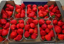 Biedronka rozpoczyna sezon 2026. Ile klienci zapłacą za pierwsze polskie truskawki?