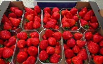 Biedronka rozpoczyna sezon 2026. Ile klienci zapłacą za pierwsze polskie truskawki?