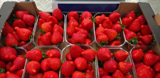 Biedronka rozpoczyna sezon 2026. Ile klienci zapłacą za pierwsze polskie truskawki?