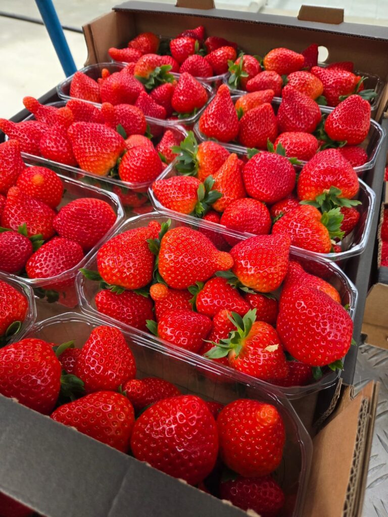 Doskonała jakość truskawek sprzedawanych pod marką OVOC