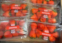 Polskie truskawki kontra owoce z importu Polskie truskawki - odmiana 'Malling Centenary'