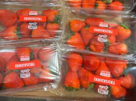 Polskie truskawki kontra owoce z importu Polskie truskawki - odmiana 'Malling Centenary'