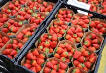 Niemcy: zróżnicowana sytuacja na rynku truskawek