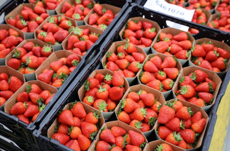 Niemcy: zróżnicowana sytuacja na rynku truskawek