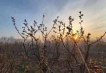 Plantatorzy borówki – bez paniki. Dezinformacja może zaszkodzić bardziej niż przymrozki