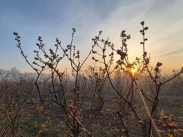 Plantatorzy borówki – bez paniki. Dezinformacja może zaszkodzić bardziej niż przymrozki