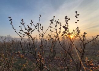 Plantatorzy borówki – bez paniki. Dezinformacja może zaszkodzić bardziej niż przymrozki
