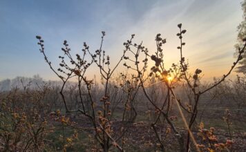 Plantatorzy borówki – bez paniki. Dezinformacja może zaszkodzić bardziej niż przymrozki