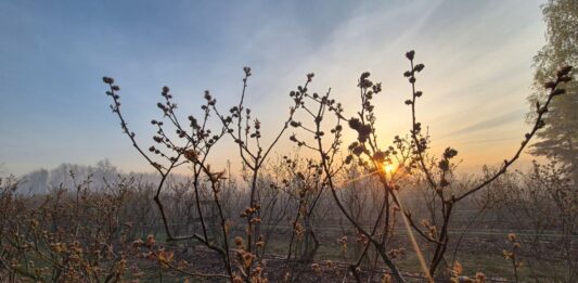 Plantatorzy borówki – bez paniki. Dezinformacja może zaszkodzić bardziej niż przymrozki