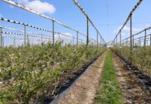 Różny stopień uszkodzeń, różne strategie regeneracji borówki