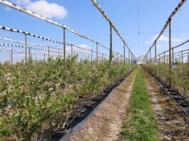 Różny stopień uszkodzeń, różne strategie regeneracji borówki