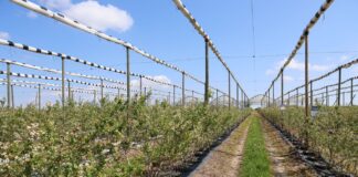 Różny stopień uszkodzeń, różne strategie regeneracji borówki