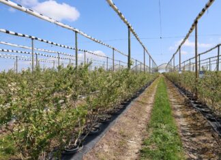 Różny stopień uszkodzeń, różne strategie regeneracji borówki