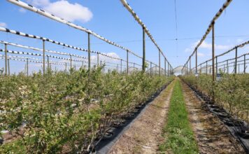 Różny stopień uszkodzeń, różne strategie regeneracji borówki