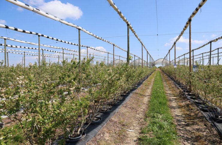 Różny stopień uszkodzeń, różne strategie regeneracji borówki