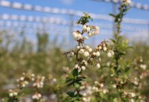 Jak skutecznie zabezpieczyć borówki przed szarą pleśnią? borówki, szara pleśń, borówkowe factory