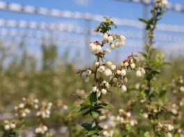 Jak skutecznie zabezpieczyć borówki przed szarą pleśnią? borówki, szara pleśń, borówkowe factory