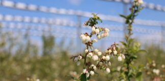 Jak skutecznie zabezpieczyć borówki przed szarą pleśnią? borówki, szara pleśń, borówkowe factory